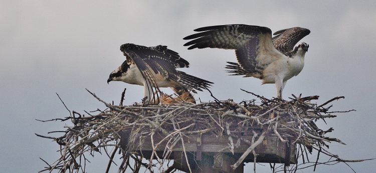 2 osprey in nest